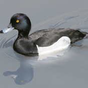 Tufted Duck